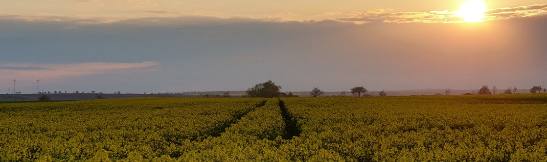 Rapsfeld im Sonnenuntergang